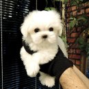 명랑한도그 이미지