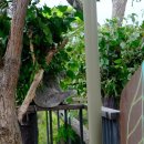 (주)사랑교통 | 시드니 타롱가주 찐 후기