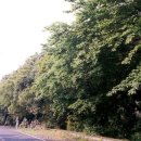 명월 팽나무군락 이미지