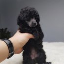 미스터앤 미세스멍 원주점 | 실버푸들분양 라이트 라이트!