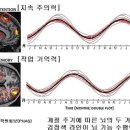 뇌- 집중력은 하지, 기억력은 추분 때 절정 이미지