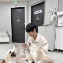 디캣 | 5월의 렉돌카페[대구 데이트코스_디캣]