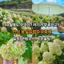 10/4(일)가을향기속★안성수국+맛집+한옥카페★이쁜 추억 만들기♡ 이미지