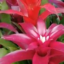 아나나스 이미지