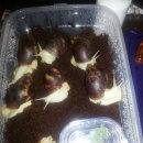 정진성농장 이미지