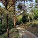 용인자연휴양림 이미지