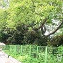 완도 맹선리 상록수림 이미지