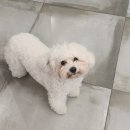 마시모헤어