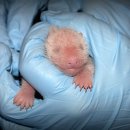 수정-136 이미지