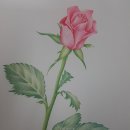 색연필디자인화 이미지