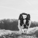 타임즈 동물의료센터 이미지