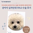 강아지 십자인대 수술 반대쪽 다리도 다시 믿고 찾는 예은동물의료센터