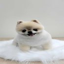 애니원애견미용 이미지