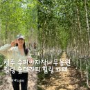 숲이랑농원 | 청주 힐링 스팟 수피아 자작나무 농원 다녀온 후기