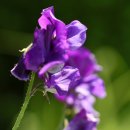 Re:Lathyrus latifolius(다년생완두): 보타닉 가든의 Sweet Peas 이미지