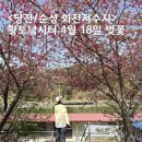 동선낚시터 | 당진 순성 황토 낚시터 벚꽃(화전저수지) / 4월 18일 홍벚꽃 개화 현황