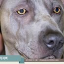 인상으로는 핏불에 버금가는 타이 리지백 (Thai Ridgeback) 이미지