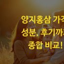 양지종합관리 | 양지홍삼 가격, 성분, 후기까지 종합 비교!
