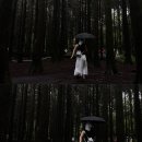 남조로사려니숲길 앞 이미지