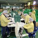 "손 보탭니다"…마스크 생산업체로 달려간 영암군 직원들 이미지