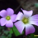 밥사랑술사랑 이미지