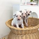 오독안심분양센터 강아지분양 고양이분양 시흥점 이미지