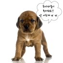 동수사랑 동물병원 이미지