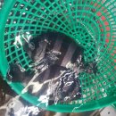 다대수산 이미지