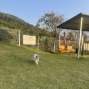 캐빈빌리지 펜션 | 3일 (여수 캐나다 멍빌리지, 송광사, 여수 수산시장...초가오, 여수 댕댕이 애견펜션 골드, 박구윤회관)