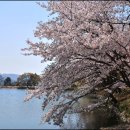 벚꽃마루 이미지