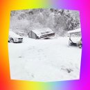 아름다운 애견 | 눈 오는 날 더 아름다운 알지캠프266,홍천애견동반캠핑장·설경 캠핑 후기