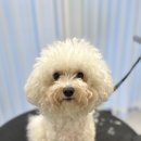 견공간샵 이미지