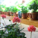 블루마리 이미지