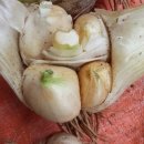 토종슈퍼 이미지