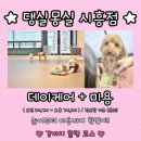 편안한 댕 네이버블로그