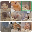 골든햄스터분양 탬펫 이미지