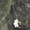 세심천 입구 벚꽃길 | 제주 제대 입구 벚꽃길 후기, 이번 주말까지 꽃놀이 가볼 만한 곳
