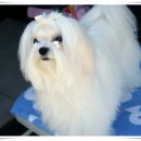 Blue dog club 이미지