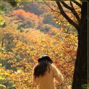 간월재억새평원 Daum카페