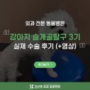 행복한 우리아이 동물병원 | 문정동 동물병원 강아지 슬개골 탈구 3기 수술 후기