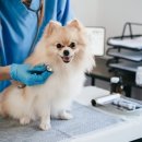 더조은동물병원 이미지