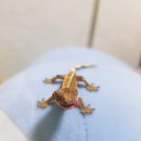 (주)크레푸드 이미지