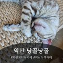 냥꿀냥꿀 이미지