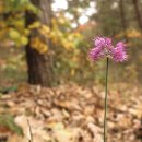 백두농원 이미지