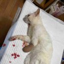 삼척시동물보호센터 동물병원 이미지