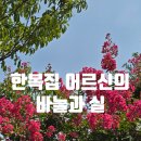 바늘과실 이미지
