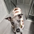 영광축협동물병원 | 반려견 다이어트에 좋은 디어니스트키친 탈수건조 솔직후기