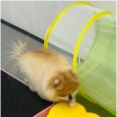 대구애견호텔 애견유치원 모여라솜뭉치 본점 이미지