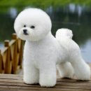 프리제(frise) 이미지