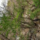 상원사샘터 이미지